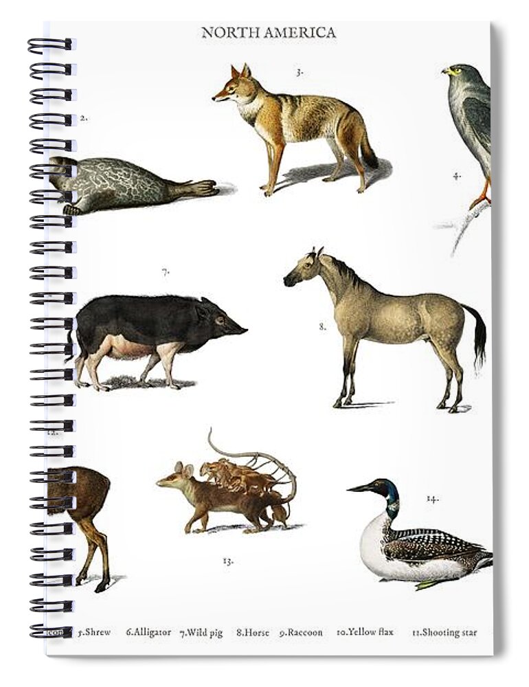 Different types of animals illustrated by Charles Dessalines D' Orbigny  1806-1876 Spiral Notebook by Celestial Images - Pixels