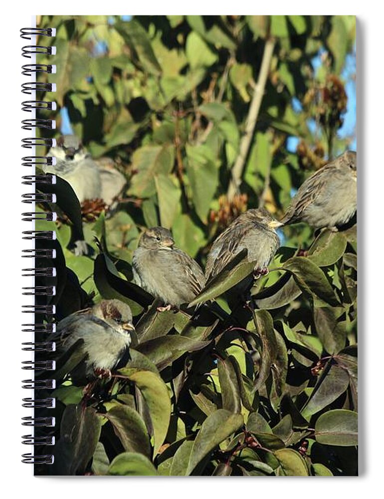 House Sparrow Spiral Notebook featuring the photograph Disguised by Ann E Robson