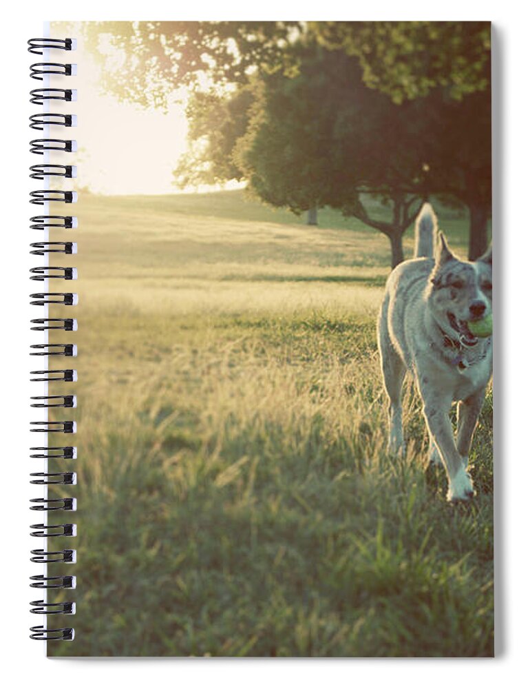 Pets Spiral Notebook featuring the photograph Dog Against Sunlight by Olive Juice Photography