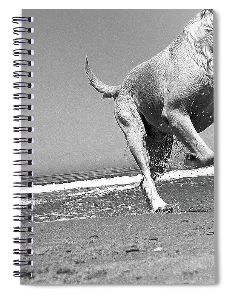 Pets Spiral Notebook featuring the photograph Dog Running In Beach by Mari D'angeri