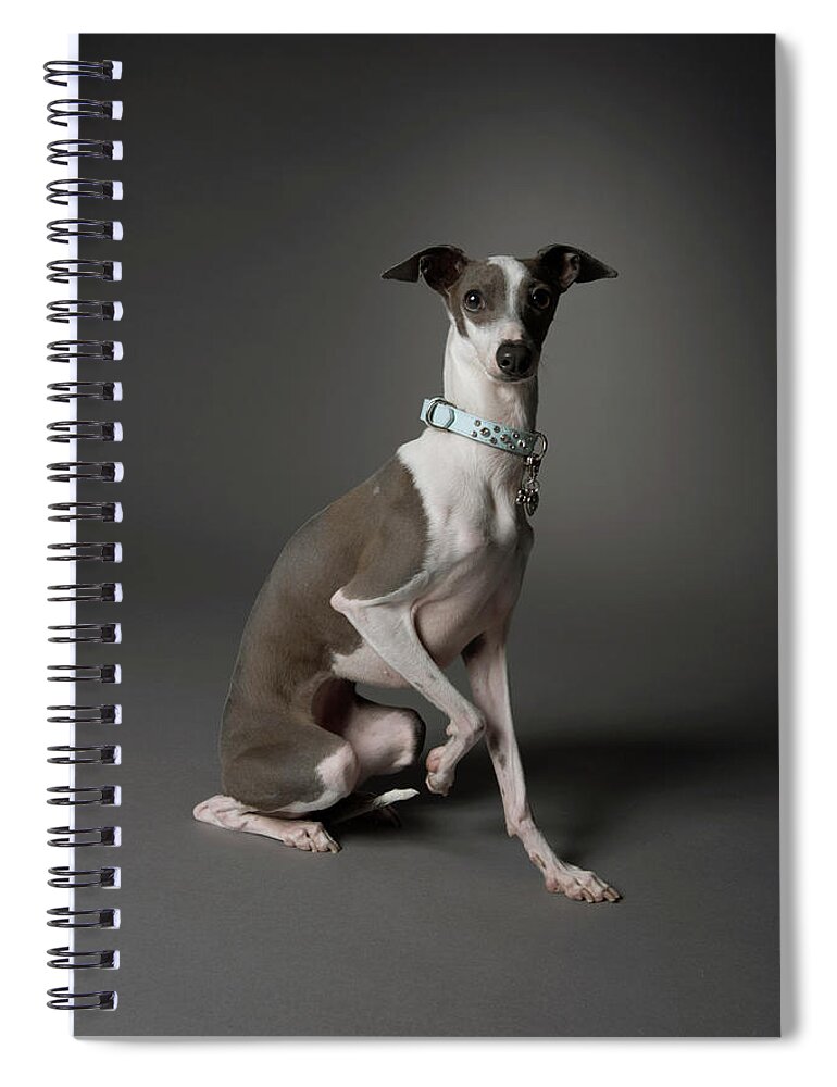 Pets Spiral Notebook featuring the photograph Dog Sitting With One Leg Up by Chris Amaral