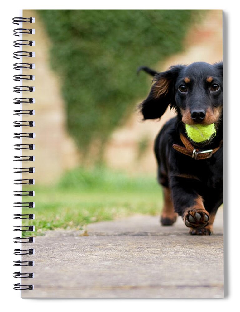 Pets Spiral Notebook featuring the photograph Dog With Ball by Ian Payne