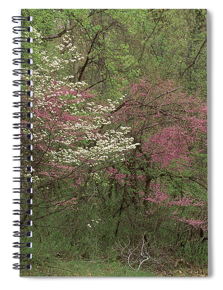 Appalachia Spiral Notebook featuring the photograph Dogwood And Redbud In Virginia by Michael Lustbader