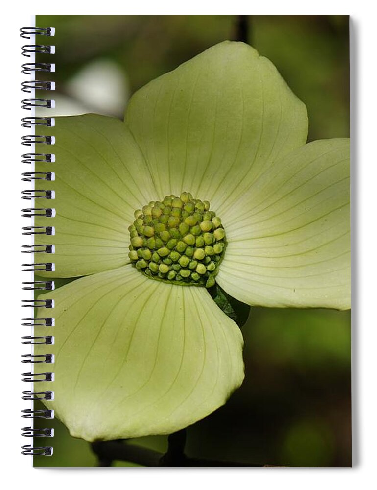 Wildflower Spiral Notebook featuring the photograph Dogwood Blossom Cedarbrooke by Brett Harvey