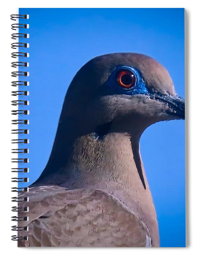 Arizona Spiral Notebook featuring the photograph Don't It Make My Brown Eyes Blue by Judy Kennedy