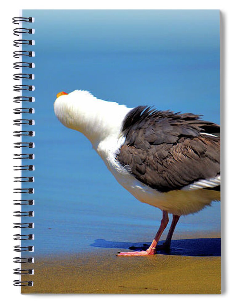 Seagull Spiral Notebook featuring the photograph Don't Take My Picture by Debra Kewley