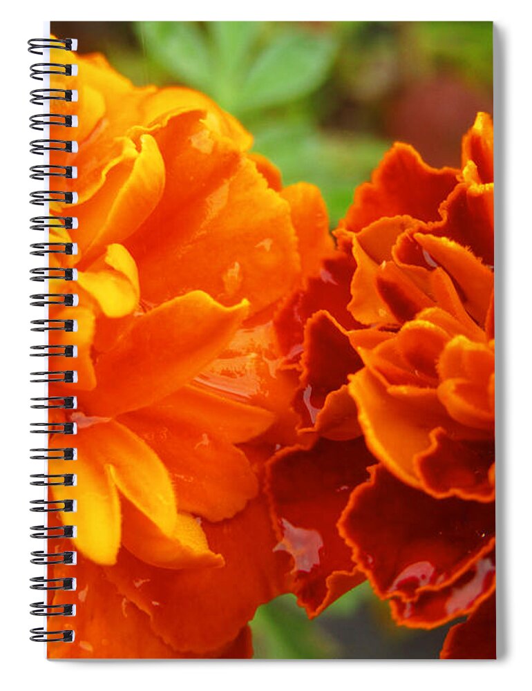 Water Spiral Notebook featuring the photograph Double Marigold by Robert Knight