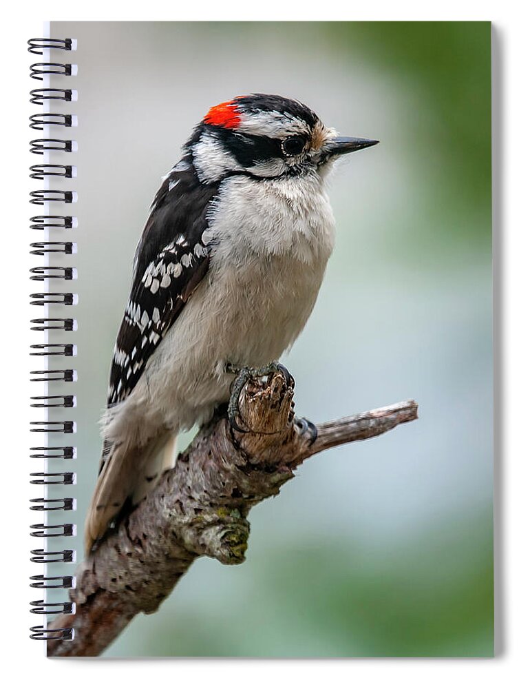 Bird Spiral Notebook featuring the photograph Downy Woodpecker by Cathy Kovarik