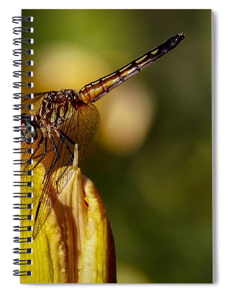 Dragonfly Spiral Notebook featuring the photograph Dragonfly in the Limelight by Susan Rydberg