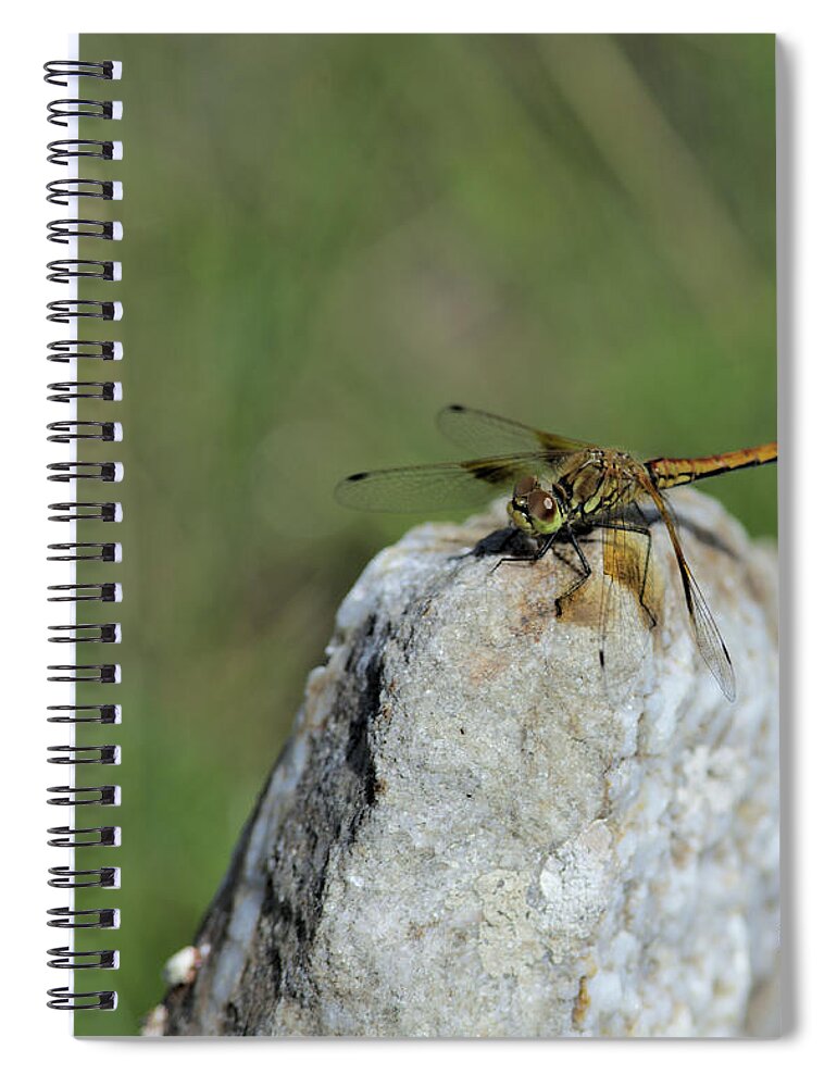 Dragonfly Spiral Notebook featuring the photograph Dragonfly on Rock by Kae Cheatham