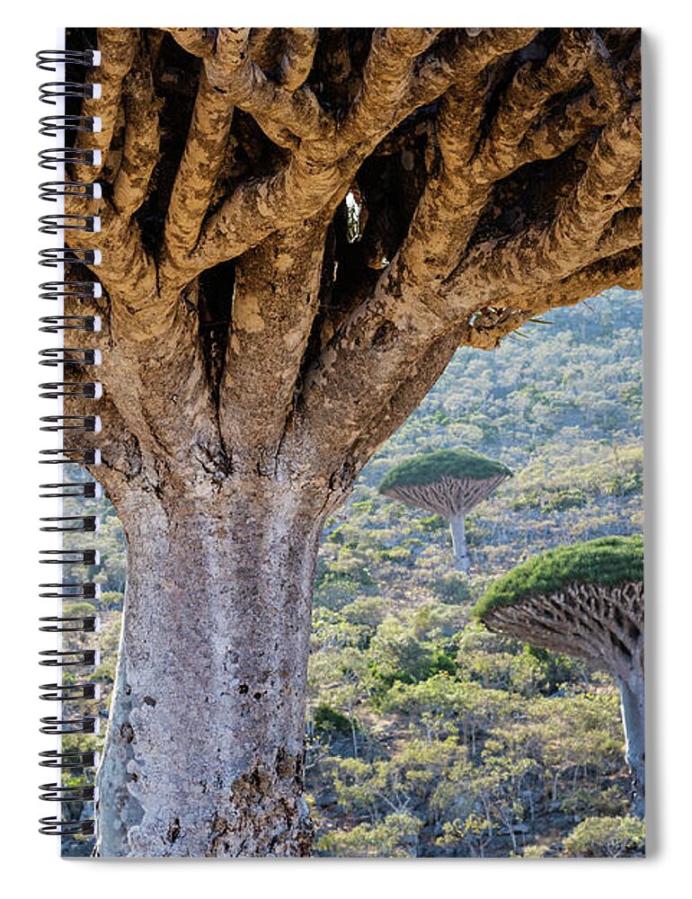 Tranquility Spiral Notebook featuring the photograph Dragons Blood Trees Growing In Arid by Pixelchrome Inc
