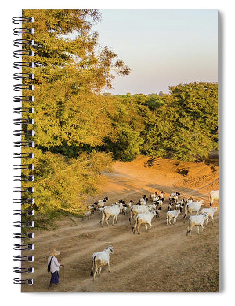 Goats Spiral Notebook featuring the photograph Driving Goats And Cattle Home by Ann Moore