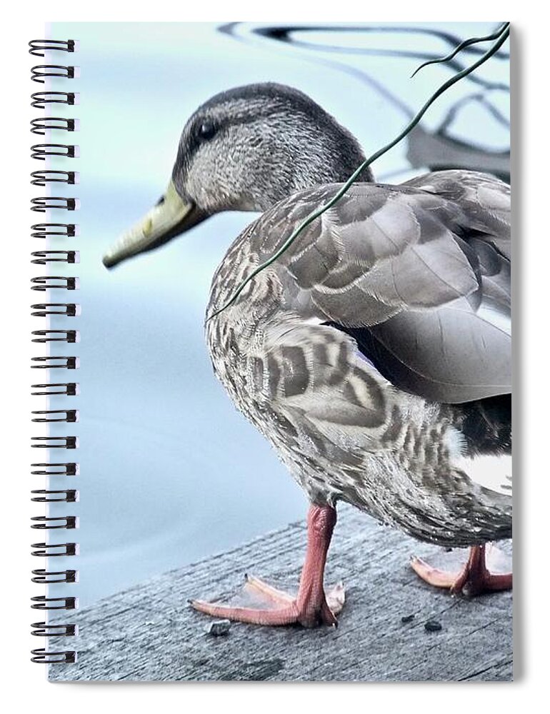 Duck Spiral Notebook featuring the photograph Duck Decisions by Kathy Ozzard Chism