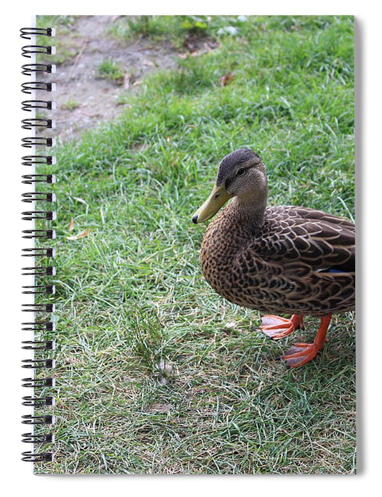 Duck Spiral Notebook featuring the photograph Duck in Boston Commons by Laura Smith