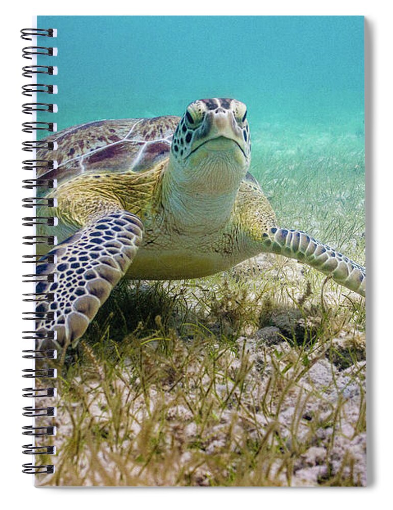 Turtle Spiral Notebook featuring the photograph Dude by Lynne Browne
