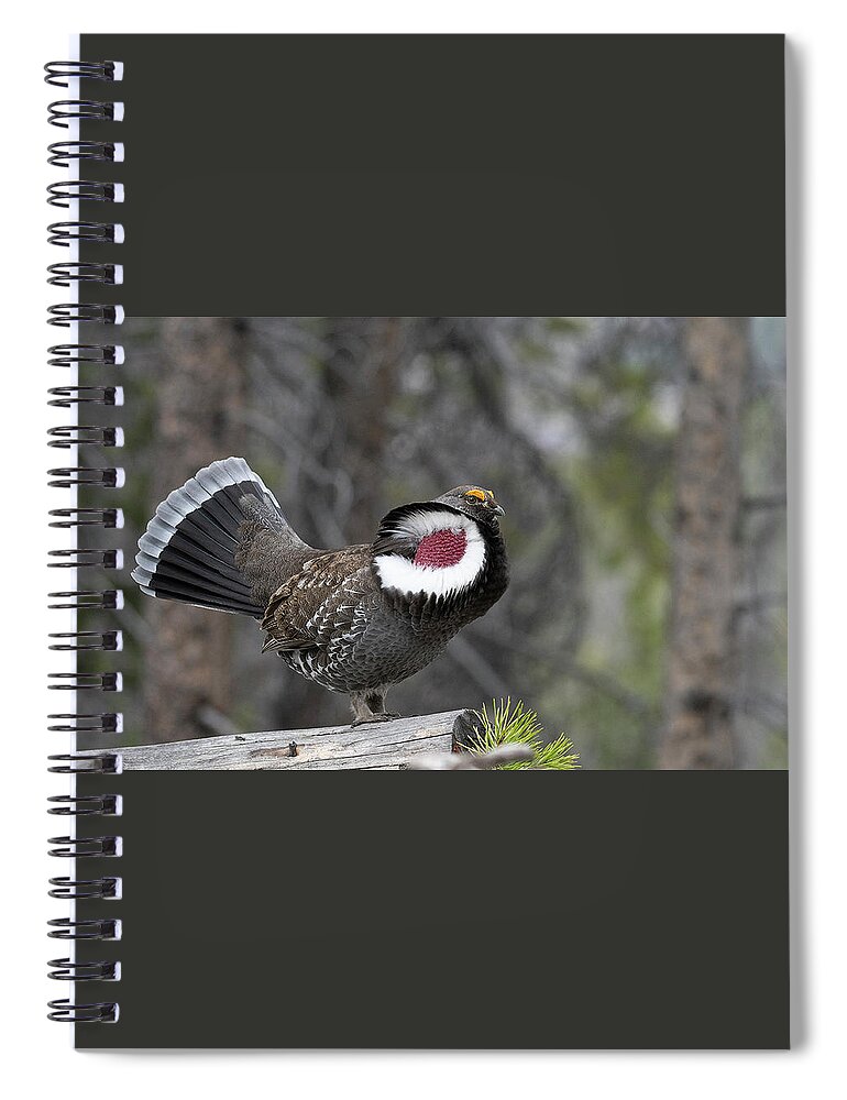 Male Spiral Notebook featuring the photograph Dusky Grouse by Patrick Nowotny