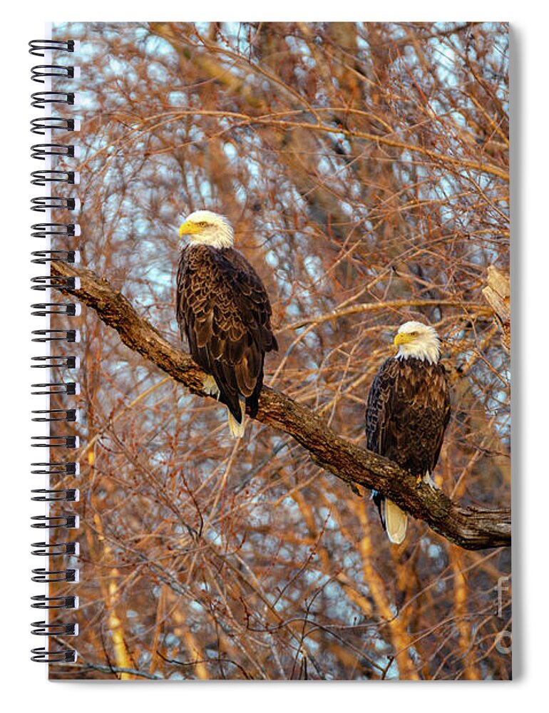 2018 Spiral Notebook featuring the photograph Eagles Watching the Sunset by Wild Fotos