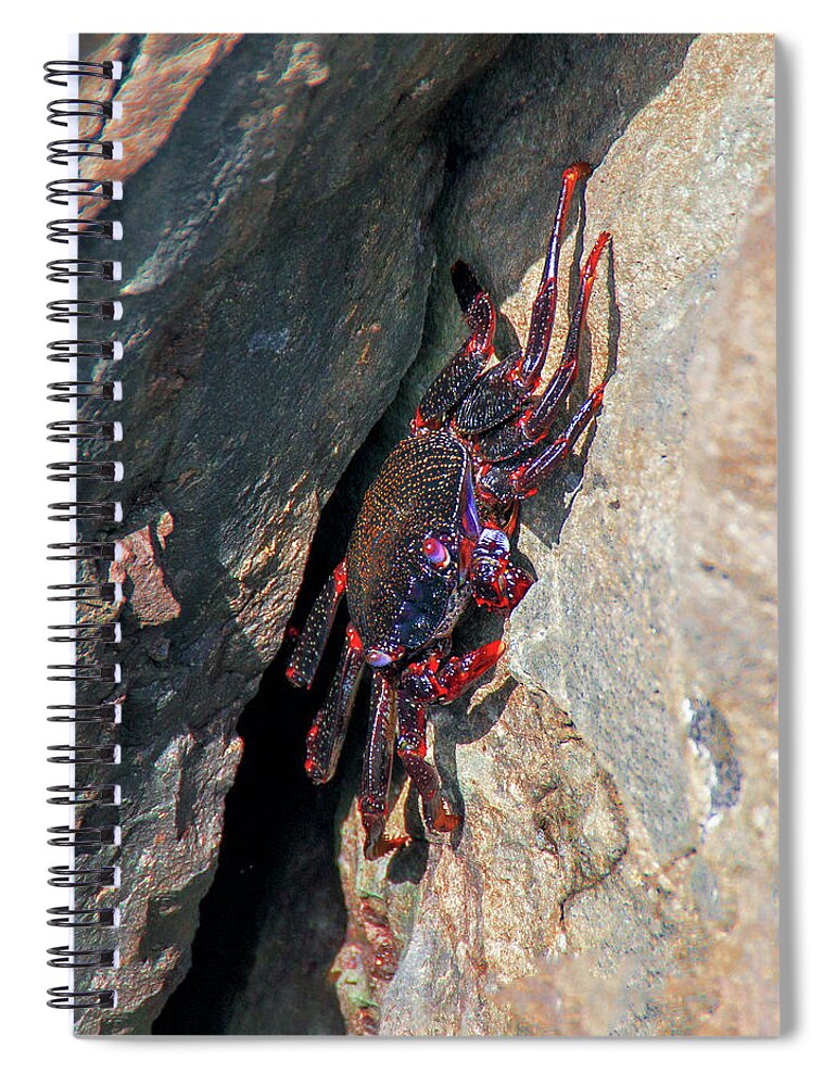 Crab Spiral Notebook featuring the photograph East Atlantic Red Rock Crab by Sun Travels