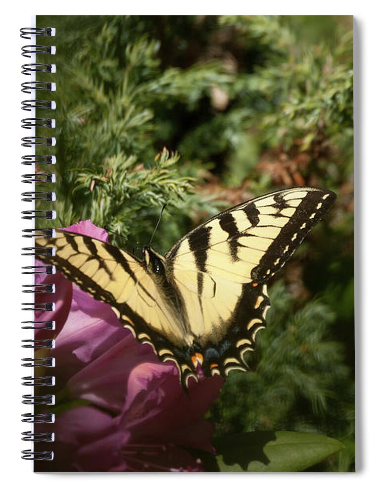 Eastern Tiger Swallowtail Spiral Notebook featuring the photograph Eastern Tiger Swallowtail on rhododendron by Jeff Folger