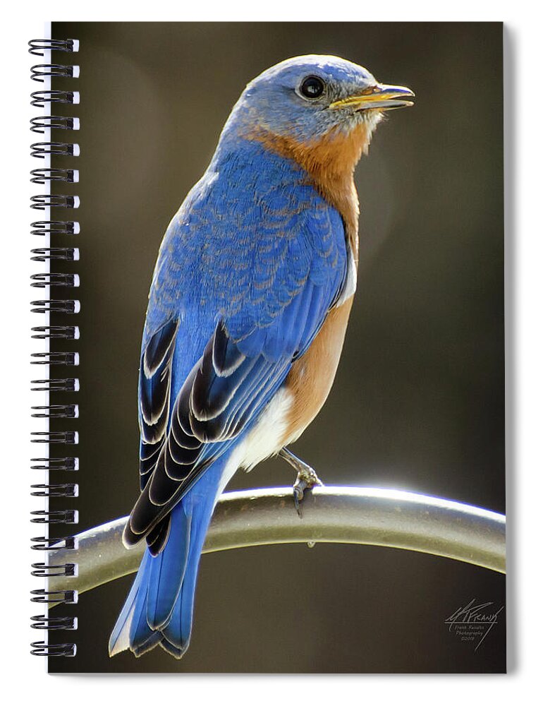 Eastern Bluebird Spiral Notebook featuring the photograph Eastern Bluebird by Michael Frank
