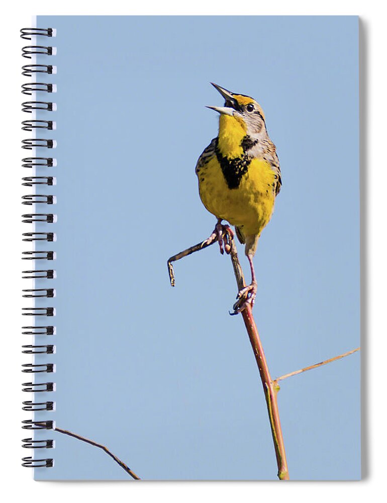 Eastern Meadowlark Spiral Notebook featuring the photograph Eastern Meadowlark Singing to the Sun by Dawn Currie