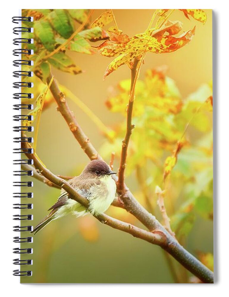 Aves Spiral Notebook featuring the photograph Eastern Phoebe in Autumn by Heather Hubbard