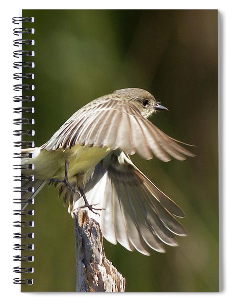 Phoebe Spiral Notebook featuring the photograph Eastern Phoebe by Paul Rebmann