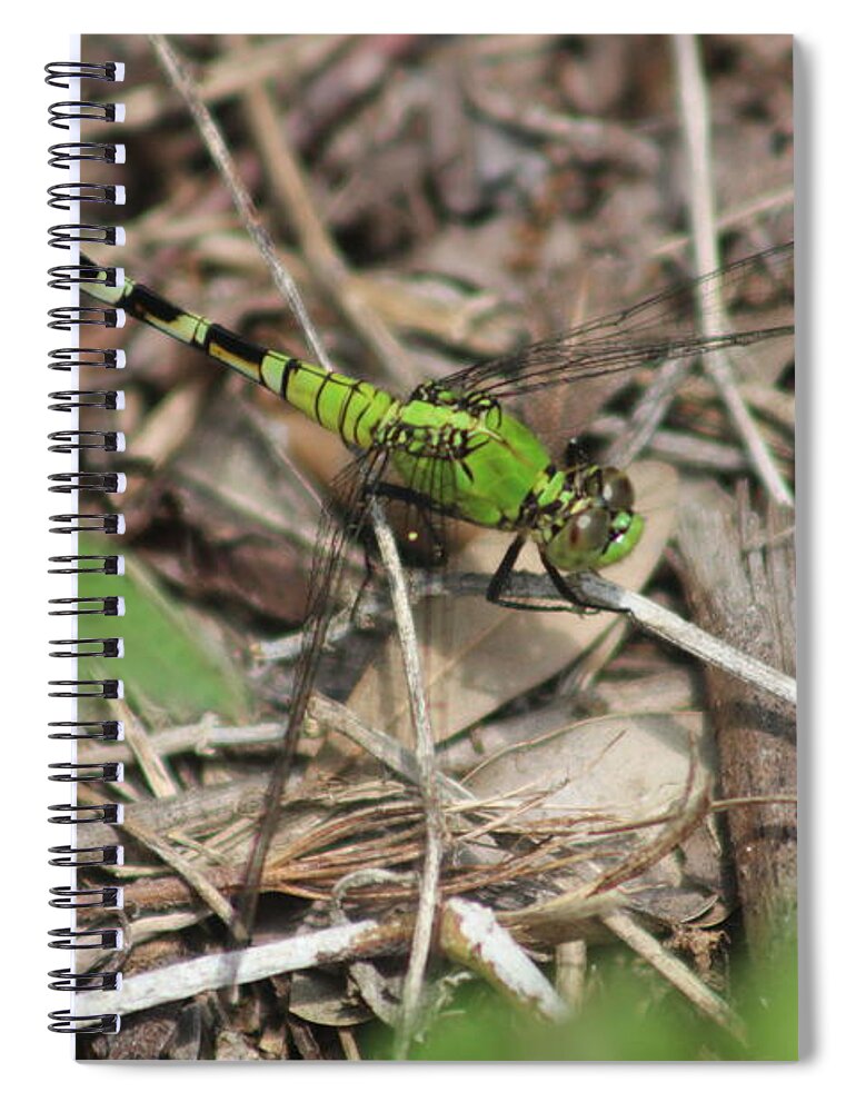 Eastern Pondhawk Spiral Notebook featuring the photograph Eastern Pondhawk by Callen Harty