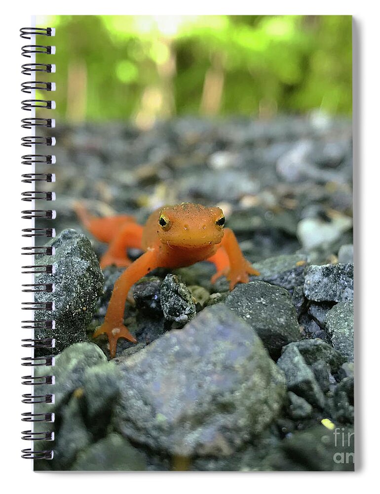 Salamander Spiral Notebook featuring the photograph Eastern Red Spotted Newt 2 by Amy E Fraser