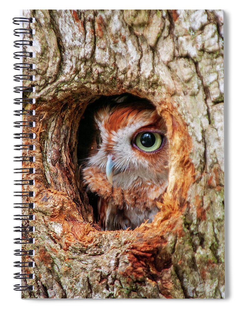 Birds Spiral Notebook featuring the photograph Eastern Screech Owl by Louis Dallara