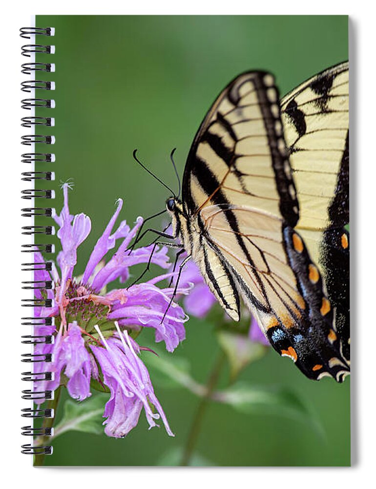 Eastern Tiger Swallowtail Spiral Notebook featuring the photograph Eastern Tiger Swallowtail by Dale Kincaid