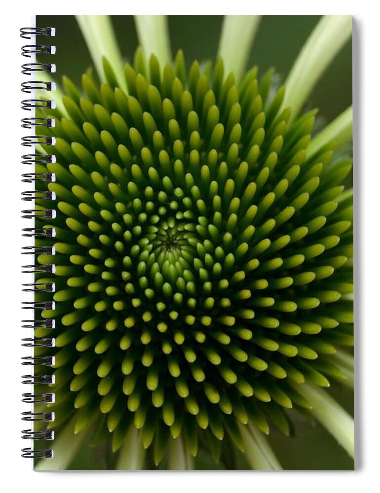Petal Spiral Notebook featuring the photograph Echinacea Flower With White Petals And by Lauriek