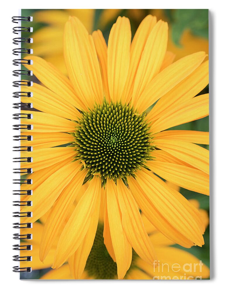 Echinacea Now Cheesier Spiral Notebook featuring the photograph Echinacea Now Cheesier Flower by Tim Gainey