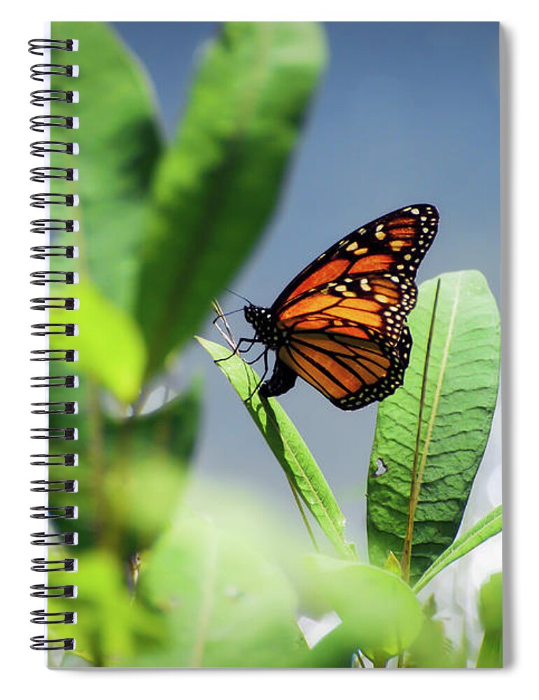 Monarch Butterfly Spiral Notebook featuring the photograph Egg Laying Monarch Butterfly by Kerri Farley