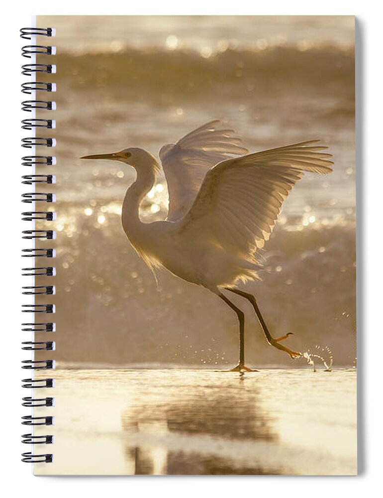 Snowy Egret Spiral Notebook featuring the photograph Egret At The Beach On A Sunny Morning by Steven Sparks