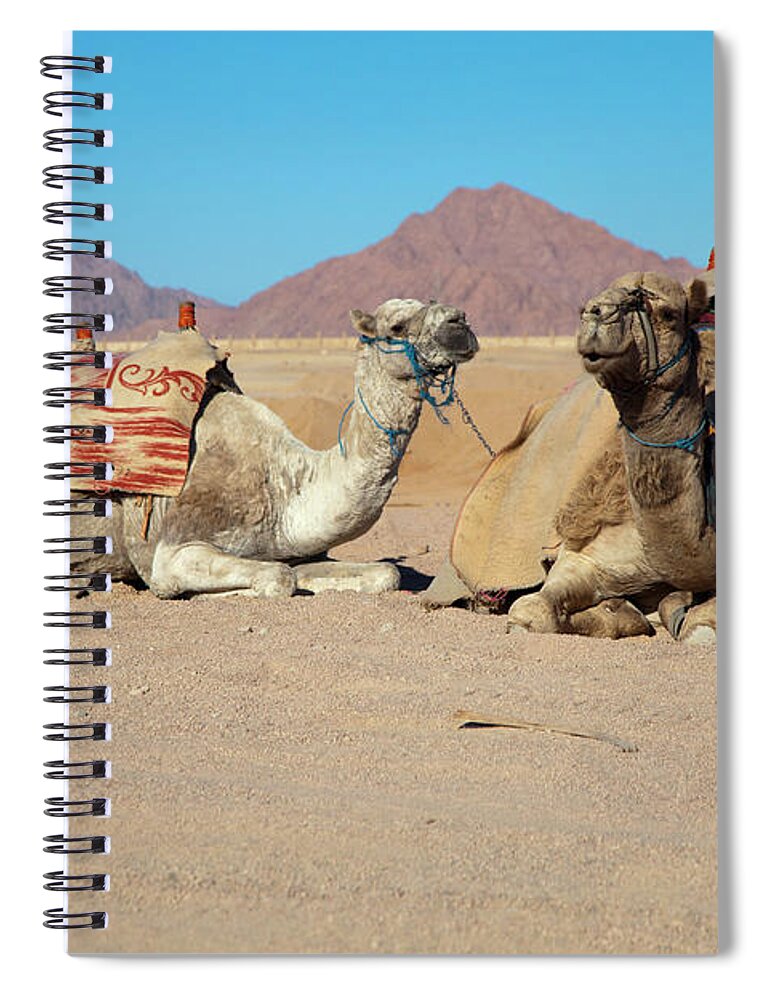 Domestic Animals Spiral Notebook featuring the photograph Egyptian Desert Camels by Nicholas Free