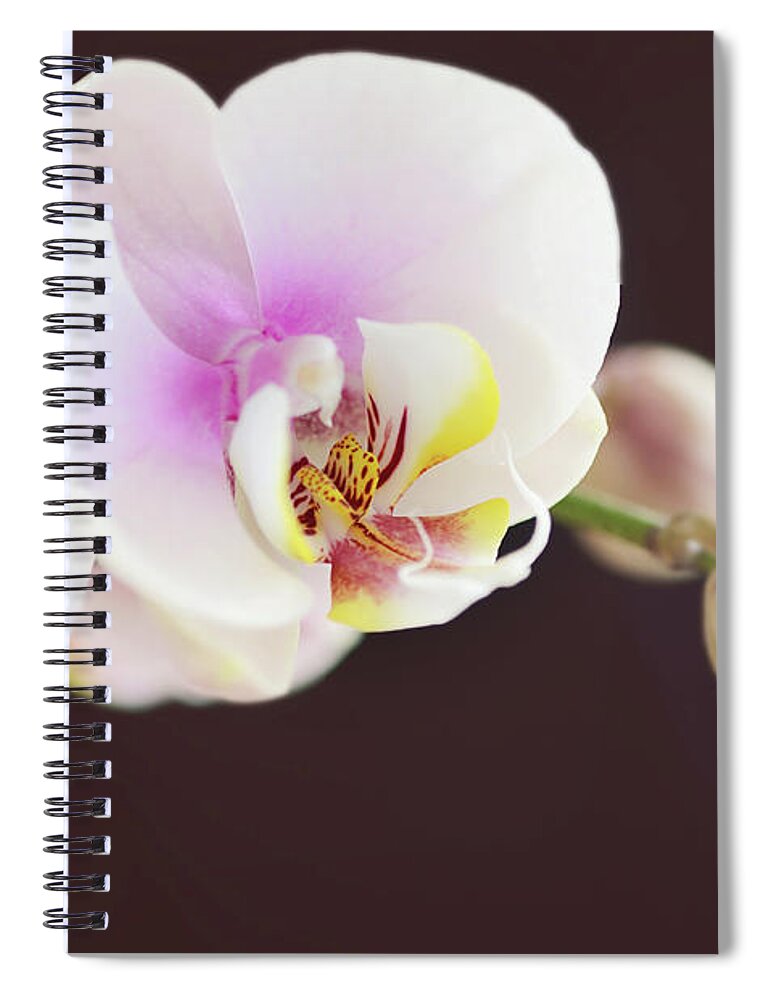 Black Background Spiral Notebook featuring the photograph Elegant Beauty by Dhmig Photography