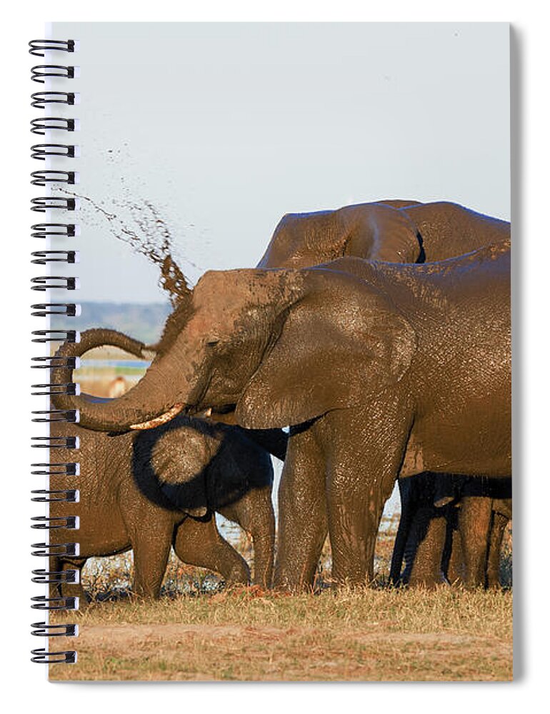 Botswana Spiral Notebook featuring the photograph Elephant Family by Franz Aberham