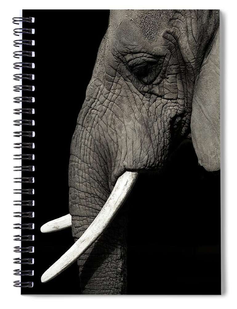 Animal Themes Spiral Notebook featuring the photograph Elephant by Krzysztof Hanusiak Photography