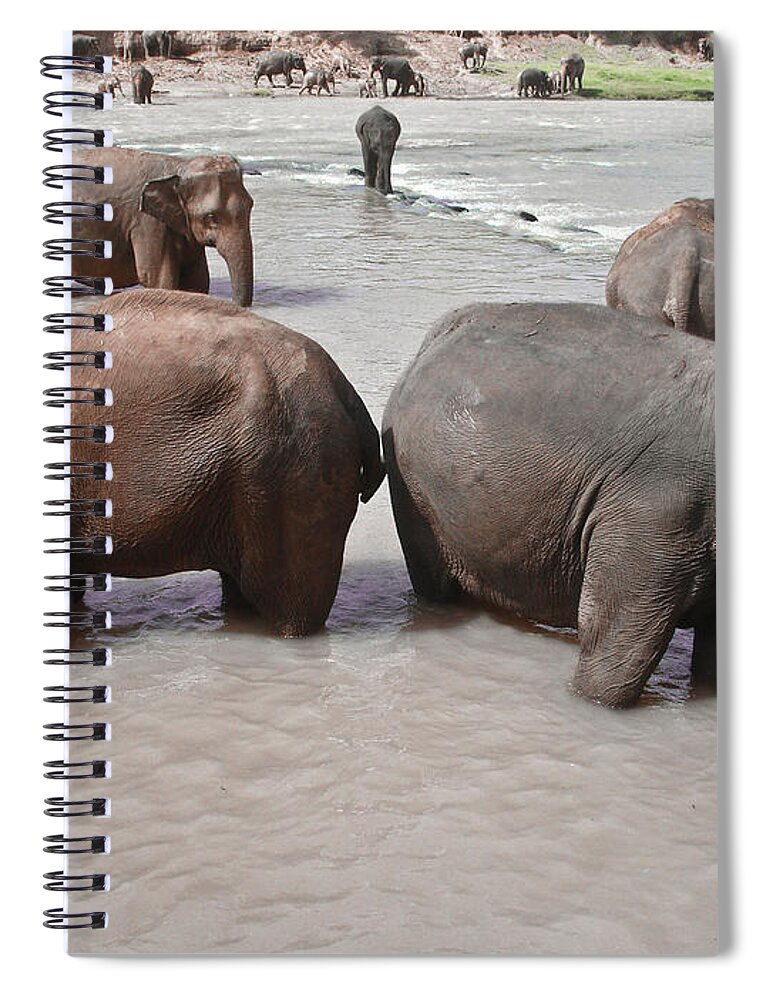 Grass Spiral Notebook featuring the photograph Elephant Riverside Bathing Elephant by Imagebook/theekshana Kumara