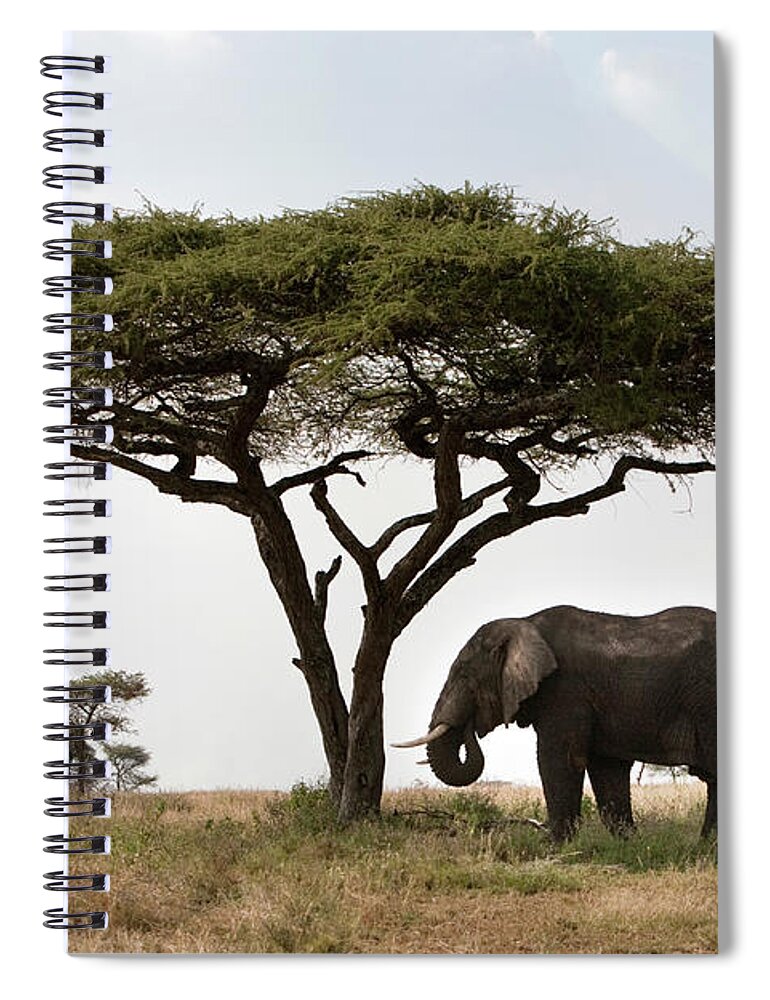 Grass Spiral Notebook featuring the photograph Elephant Under Acacia Tree by Munib Chaudry