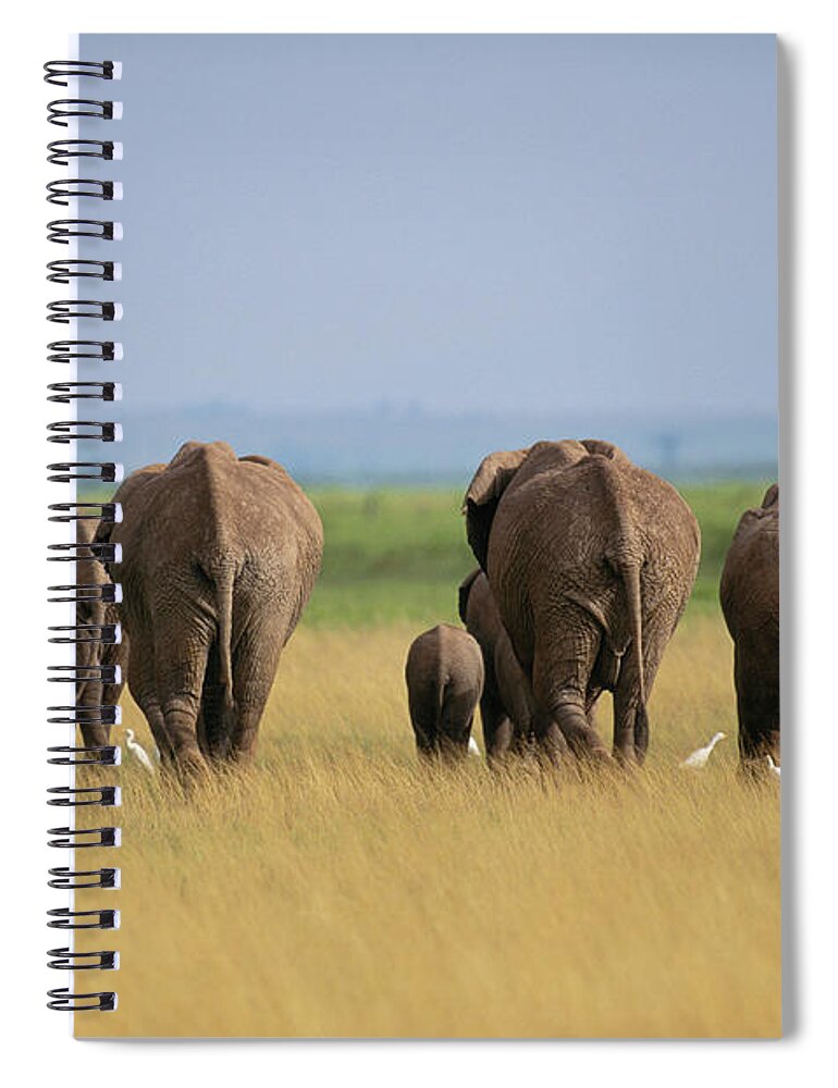 Scenics Spiral Notebook featuring the photograph Elephants Loxodonta Africana Walking by Art Wolfe