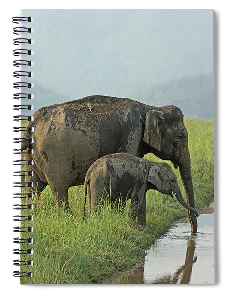 Grass Spiral Notebook featuring the photograph Elephants by Santanu Nandy