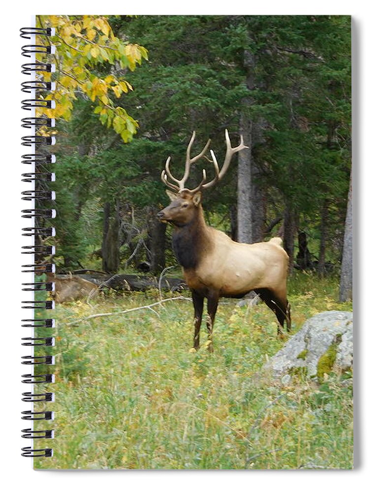 Spiral Notebook featuring the photograph Elk II by Karen Stansberry