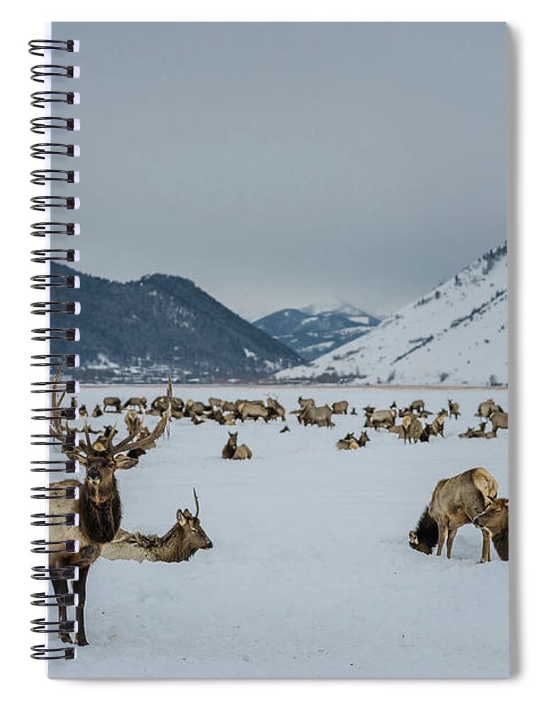 Elk Spiral Notebook featuring the photograph Elk in Jackson Hole, Wyoming by Julieta Belmont
