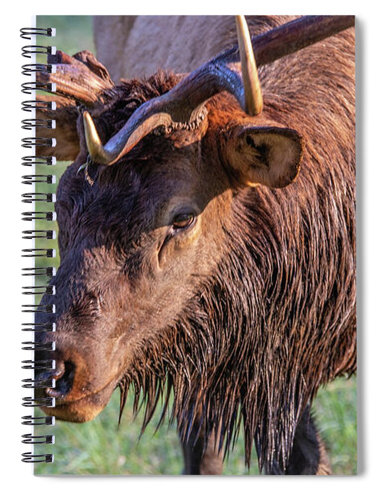 Autumn Spiral Notebook featuring the photograph Elk Stink Eye by Douglas Wielfaert