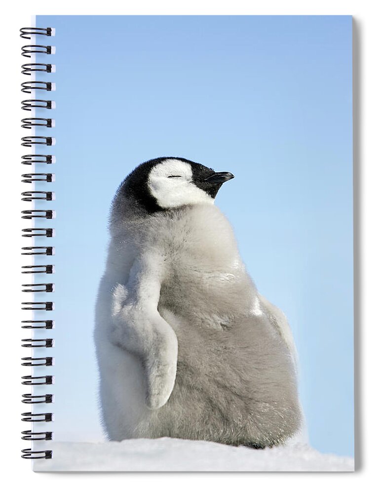 Emperor Penguin Spiral Notebook featuring the photograph Emperor Penguin by Sylvain Cordier