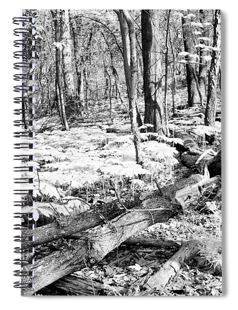 Spring Spiral Notebook featuring the photograph Enchanted Forest by Steve Ember