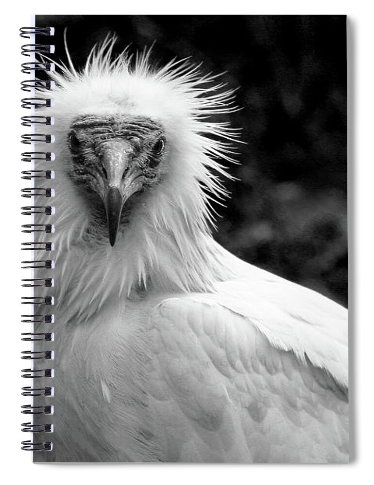 Vulture Spiral Notebook featuring the photograph Eqyptian Vulture BW by Anthony Jones