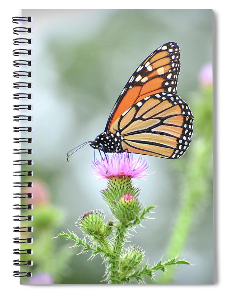 Monarch Spiral Notebook featuring the photograph Ethereal Beauty - Monarch Butterfly by Kerri Farley